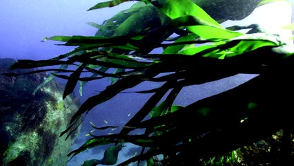 À la conquête des mondes engloutis