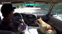 Dog shows off amazing surfing skills on California beach