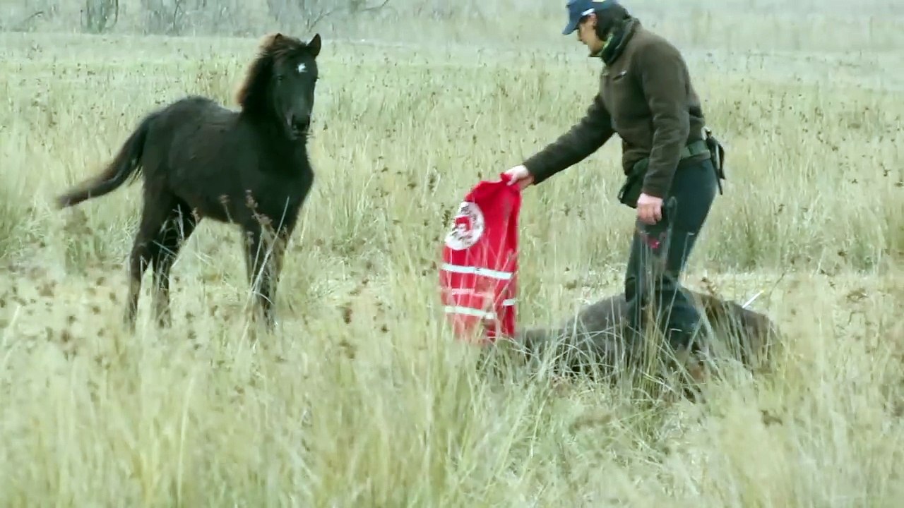 Veterinar je oslobodio konja vezanog lancima – nije imao pojma da će dobiti zahvalu života!