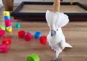 Cockatoo Demonstrates World Dominance With Humble Plastic Cups