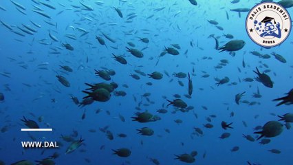 Balıklar ve Dalıcılar