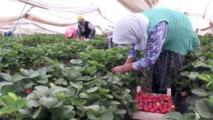 Çilek üreticisi ihracatla sevindi - AYDIN