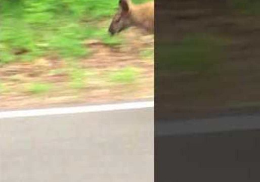 Loose Wallaby Skips Alongside Traveling Car in Texas
