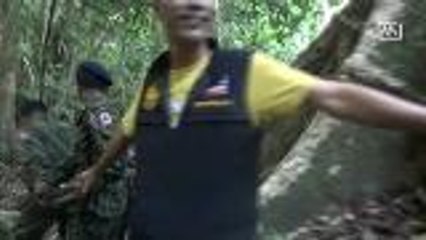 Giant-sized tree found in southern Thailand