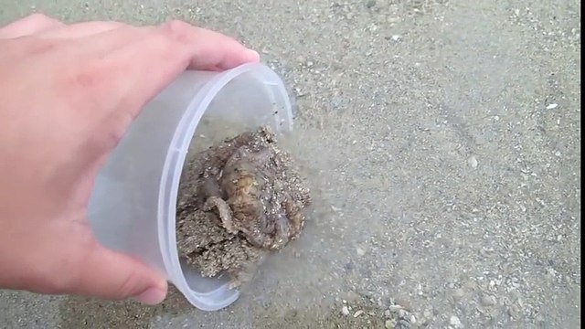 Čovjek spasio hobotnicu koja se nasukala, zauzvrat je dobio neočekivanu zahvalu koju nikada neće zaboraviti