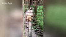 Save this 'locked up and weak' lioness cub from Philippines zoo, begs tourist