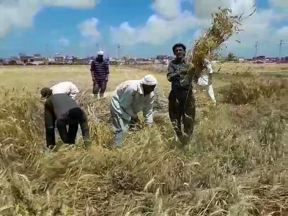 «صوت الأمة» ترصد رحلة حصاد «الذهب الأصفر» في غرب الإسكندرية