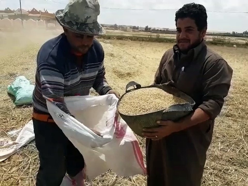 «صوت الأمة» ترصد رحلة حصاد «الذهب الأصفر» في غرب الإسكندرية