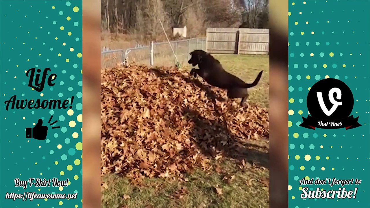 Funny Cute Dogs Compilation 2018 | Try Not To Laugh Funny Pest Videos