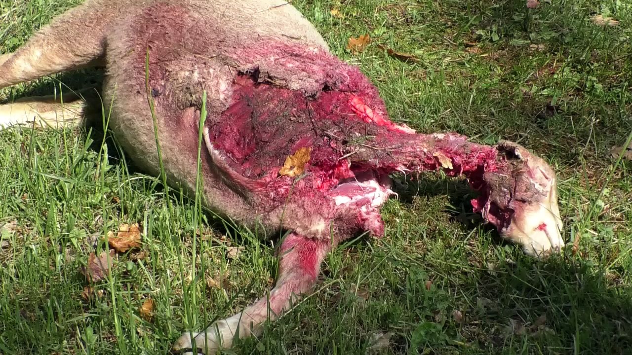 Hautes-Alpes : une attaque présumée du loup en plein Gap