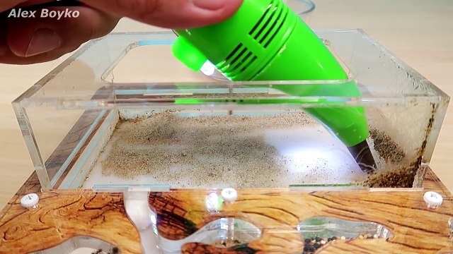 Муравьи и Генеральная уборка! Новый декор в Египетском стиле! alex boyko
