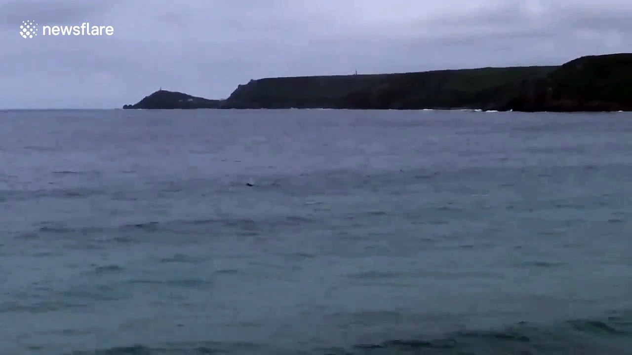 Dolphins spotted surfing off Cornish coast