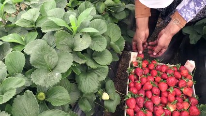 Çilek üreticisi ihracatla sevindi - AYDIN