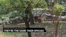 New Royal Babies: White Tigress and Royal Bengal Tiger get busy at Delhi Zoo