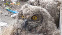 [Haha Land 2] 하하랜드2 -An owl listens to classes 20180509