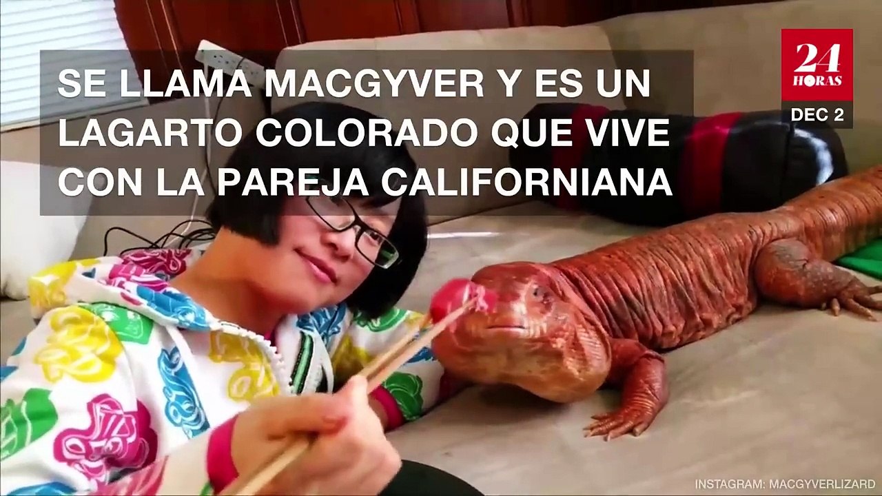 Donijeli su kući stvorenje veličine psa. Nisu ni slutili u šta će se pretvoriti!