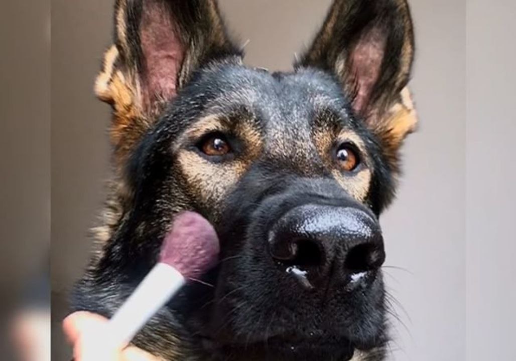 German Shepherd’s First Makeup Tutorial