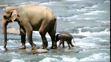 Baby Elephant crossing a dangerous river