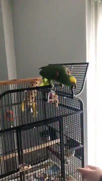 Ce perroquet vole les clefs et ne veut pas les rendre !