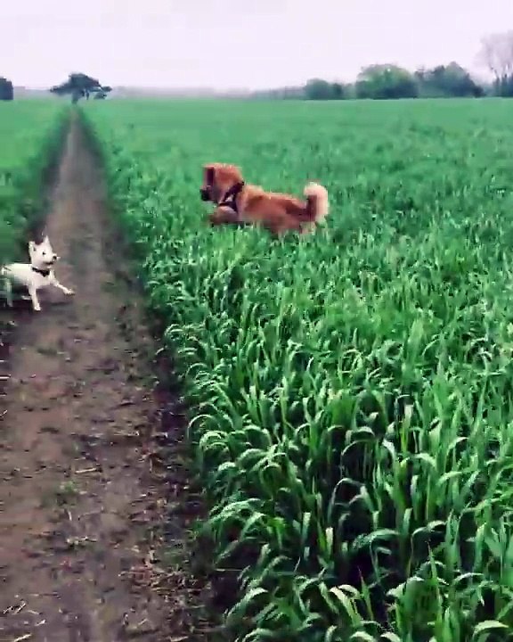 Coucou.. caché... Ce chien saute pour apparaître dans ce champ !