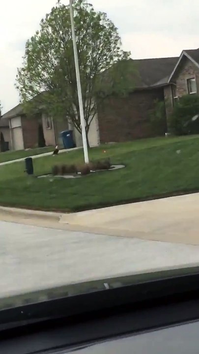 Ce aigle s'envole.. avec un canard dans ses griffes !