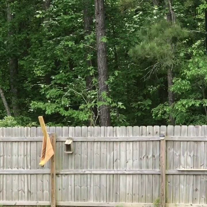 Catapulte anti écureuil... ne touche pas la bouffe des oiseaux !