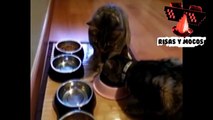 Videos Graciosos de Perros Y Gatos Peleándose Por La Comida - Videos De Risa De Animales