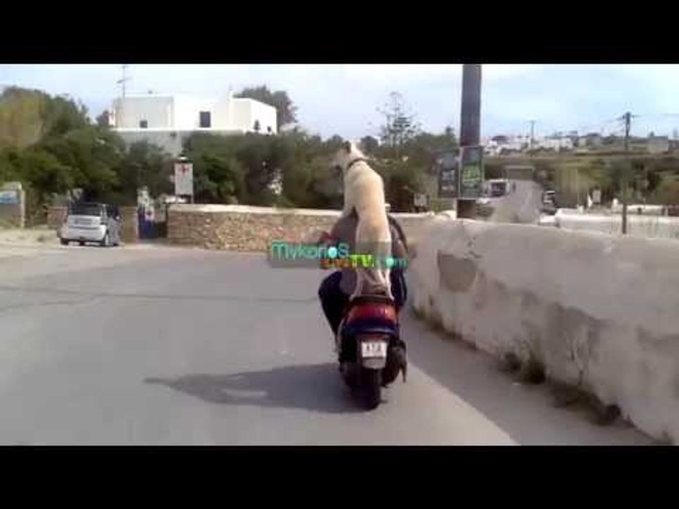 Σκύλος καμικάζι στην Μύκονο! I Kamikazi Dog...