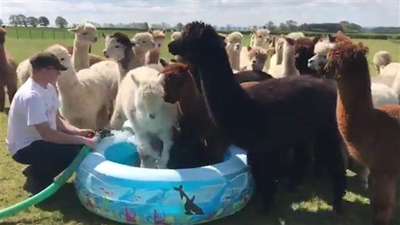 Nasse Invasion: Alpakas erobern das Planschbecken