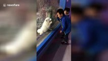 Ce renard des neiges joue avec des enfants au Zoo à travers la vitre !
