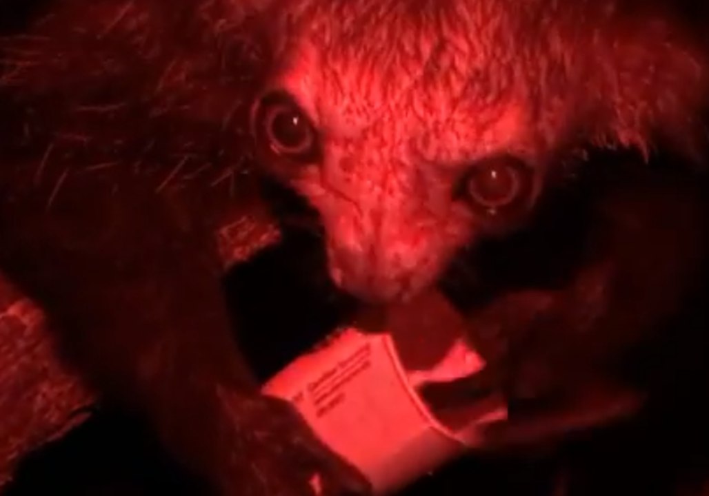 Prepare to Be Bewitched by This Nocturnal Lemur Eating Her Nighttime Snack