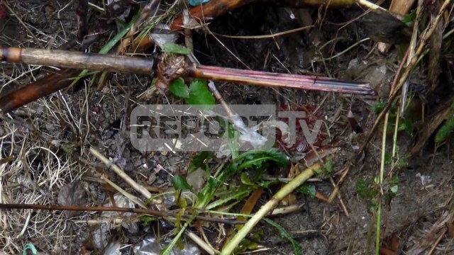 Report TV - Tiranë, banorët pikasin një armë gjatë pastrimit të një kanali në Valias
