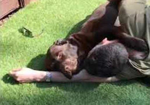 Adorable Chocolate Lab Enjoys Cuddles in the Sunshine