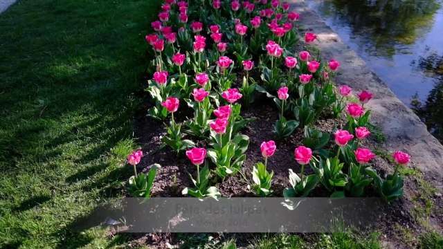 Fête des tulipes, Morges 2018