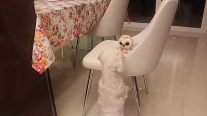 Dog plays with the owl (Beanie Boo)