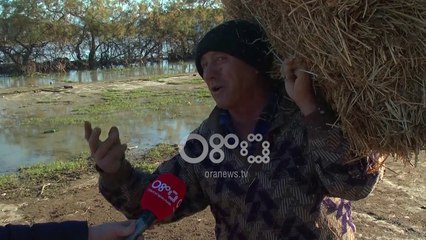 Ora News - Banorët e Hoxharës në Fier: Nuk duam sheqer e oriz, por ushqim për bagëtitë