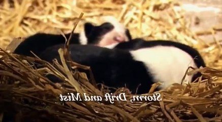 mist the tale of a sheepdog puppy 2006   sprinter    Part 03