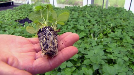 남북 농업 협력 상징 '통일딸기' 재개될까? / YTN