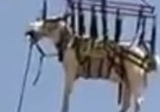 Distressed Horse Airlifted to Safety in Shadow Hills