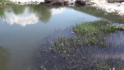 Toplu balık ölümleri - MUĞLA