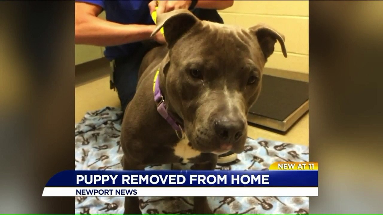 Virginia Woman Accused of Kicking, Dragging Puppy in Elevator