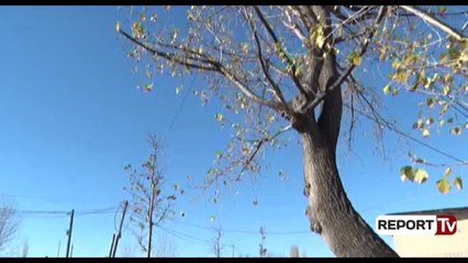 Report TV - Plepat rrezikojnë të bien në aksin rrugor Lezhë-Tiranë