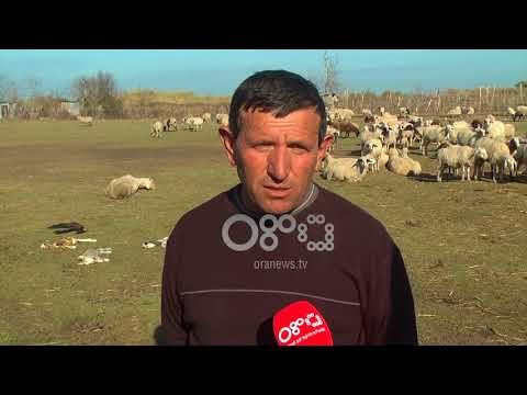 Ora News – Në Hoxharë të Fierit po ngordhin bagëtitë, banorët japin alarmin SOS