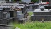 Des renardeaux dans le cimetière d'Ivry-sur-Seine