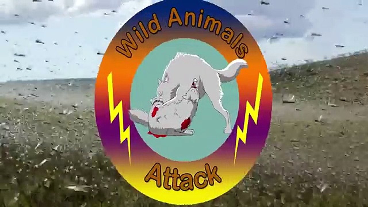 Elephant Fail To Save Buffalo From Lion - Wild Animal Attacks