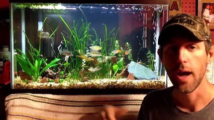 Setting up a low tech planted tank. EASY AND BEAUTIFUL