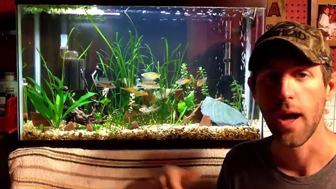 Setting up a low tech planted tank. EASY AND BEAUTIFUL