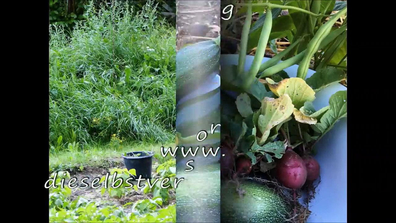 Kartoffel-Experiment Anbau traditionell vs. Permakultur ohne Umgraben im Mulchbeet