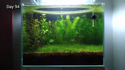 Un aquarium sans filtre, sans CO2 et sans fertilisant