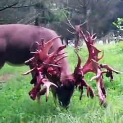 Ce cerf vient d'affronter un rival dans un combat terrible et regarder dans quel état il est